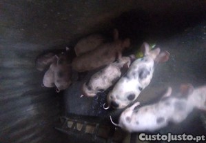 imagem_4