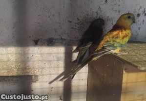 imagem_3