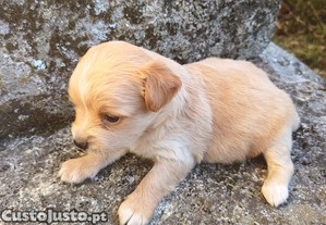 imagem_1
