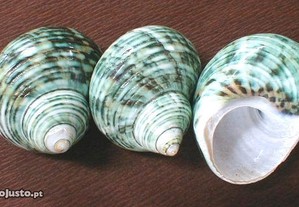 Búzio-Turbo setosus verde polido 4-5cm - 20pçs