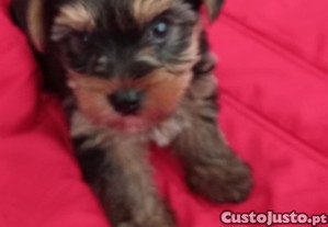 imagem_4