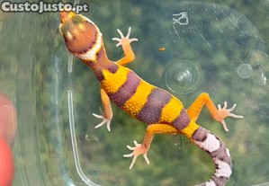 imagem_2