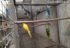 Ring neck vrias cores