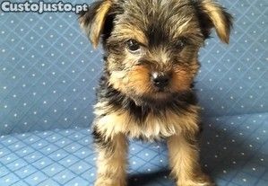 imagem_1