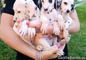 Dalmata Puro beb