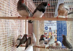imagem_1