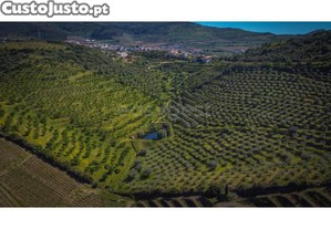 Magnifico Terreno Agricola Com Olival E...