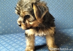 imagem_2
