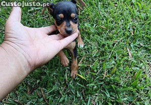 imagem_3