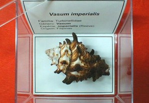 Búzio-Vasum imperialis 11x11cm
