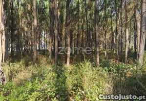 Terreno, Acesso Betuminoso, Viabilidade...