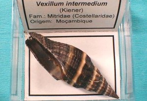 Búzio-Vexillum intermedium caixa 5x5cm