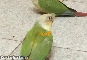 imagem_2