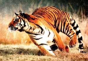 O despertar do tigre - curando o trauma (5ª ed revista)