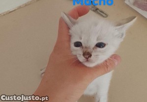 imagem_2