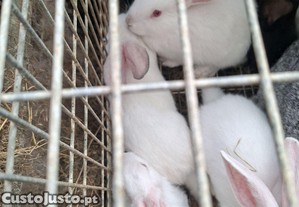 imagem_3