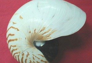 Búzio-Nautilus pompilius natural 20-22cm
