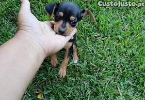 imagem_7