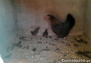imagem_5
