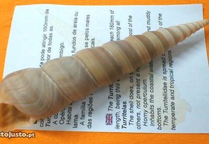 Búzio-Turritella undosa 15-16cm