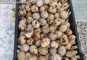Ovos de cordenizes
