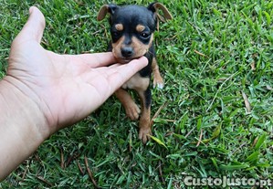 imagem_4