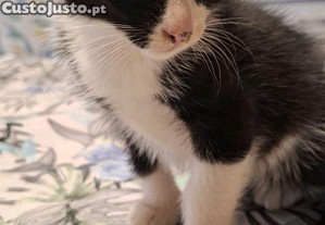 imagem_2