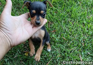 imagem_2