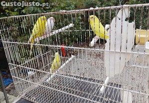 imagem_3