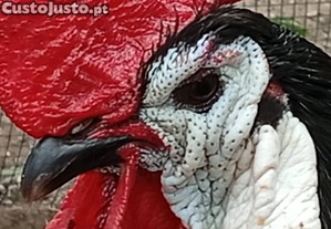 imagem_4