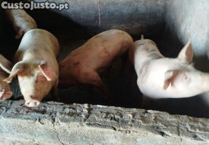 imagem_2