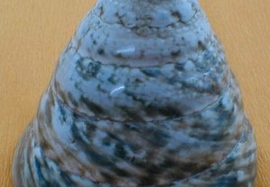 Búzio-Trochus tectus pyramis 6-7cm - 6 pçs