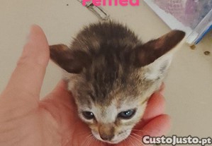 imagem_6