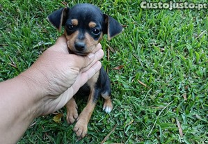 imagem_5