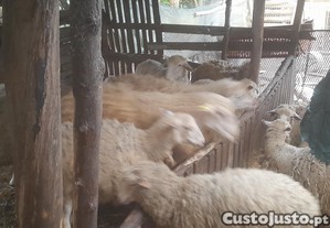 imagem_1