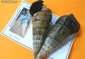 Búzio-Terebralia palustris 10-11cm - 2pçs