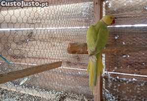 imagem_1