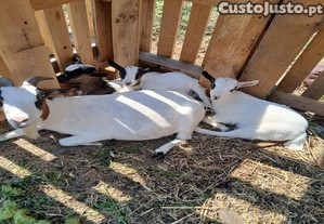 Casal de cabras ans