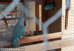 imagem_1