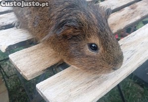 2 porquinhos da Índia
