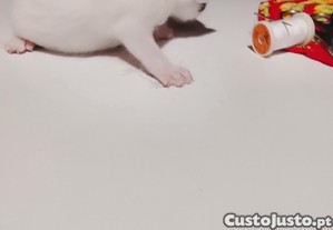 Gatinhos para adopção