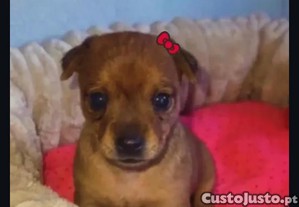 Pinscher fêmea