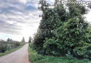 Terreno Agricola Em Silves