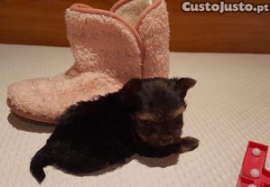 imagem_3