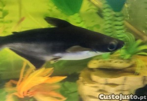 Vend ou troc tubarão Pegasus com + 23cms