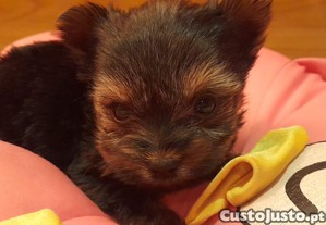 imagem_2