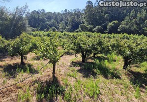 Terreno em Azueira e Sobral da Abelheira de 6250,00 m²