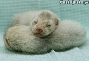 imagem_2