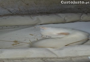 Gatinhos para adoo