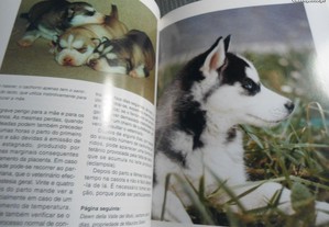 imagem_6